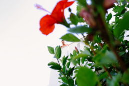 Naxos Wedding
